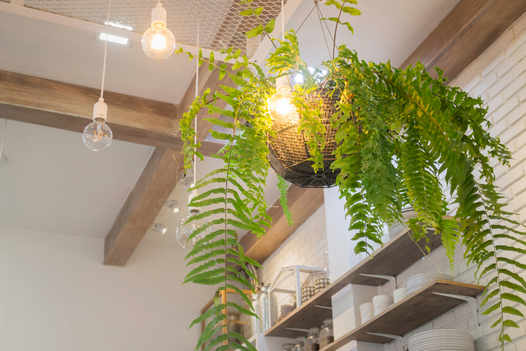 How to Hang Plants from Ceiling: The Ultimate Guide