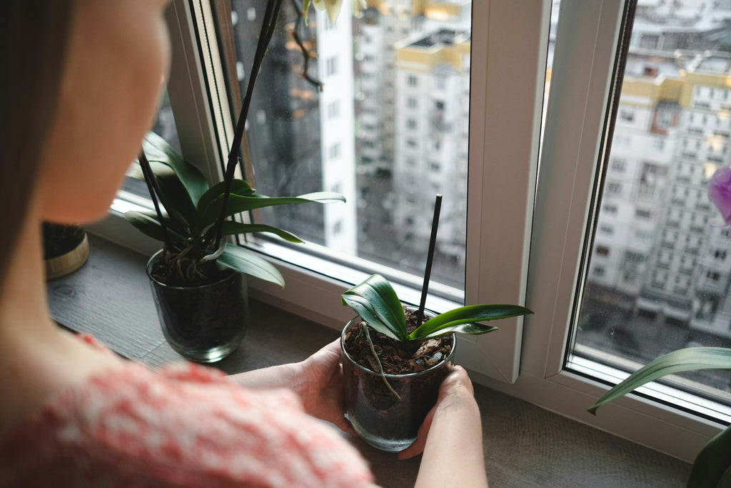 Window Sill Gardening